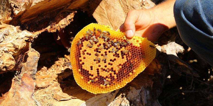 Hadim’in dağlarında ‘firari balı’ hasadı zamanı 2